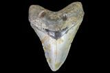 Fossil Megalodon Tooth - North Carolina #105019-1